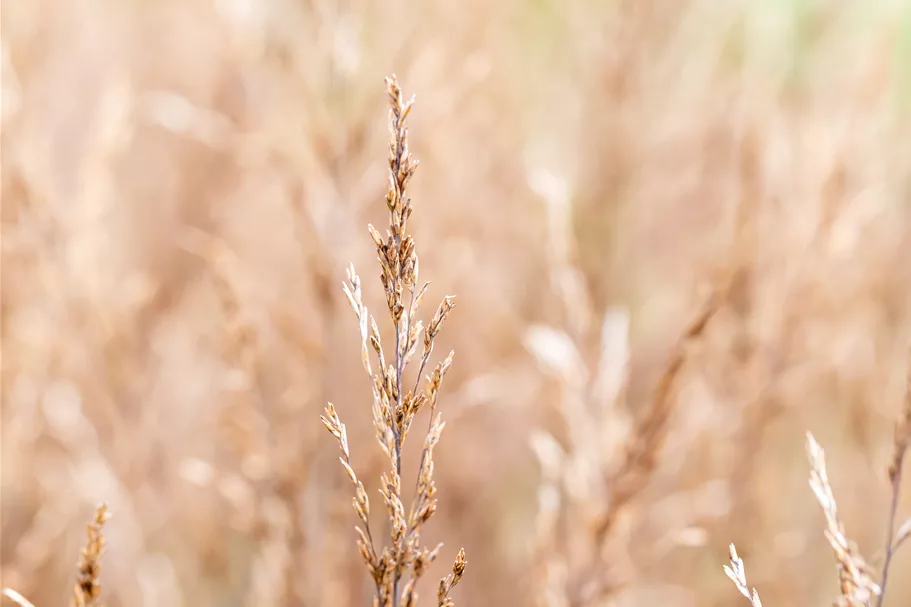 Molinia caerulea 'Edith Dudszus'