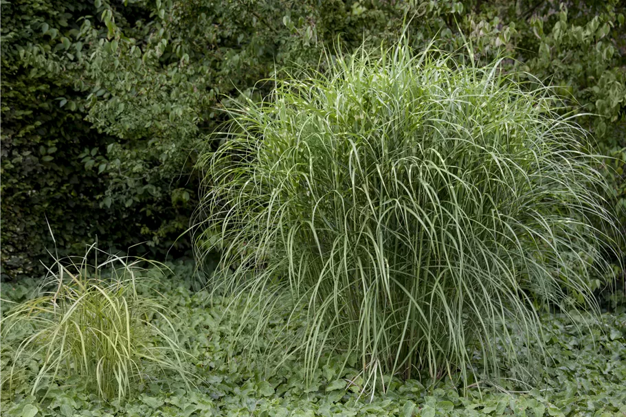 Miscanthus sinensis