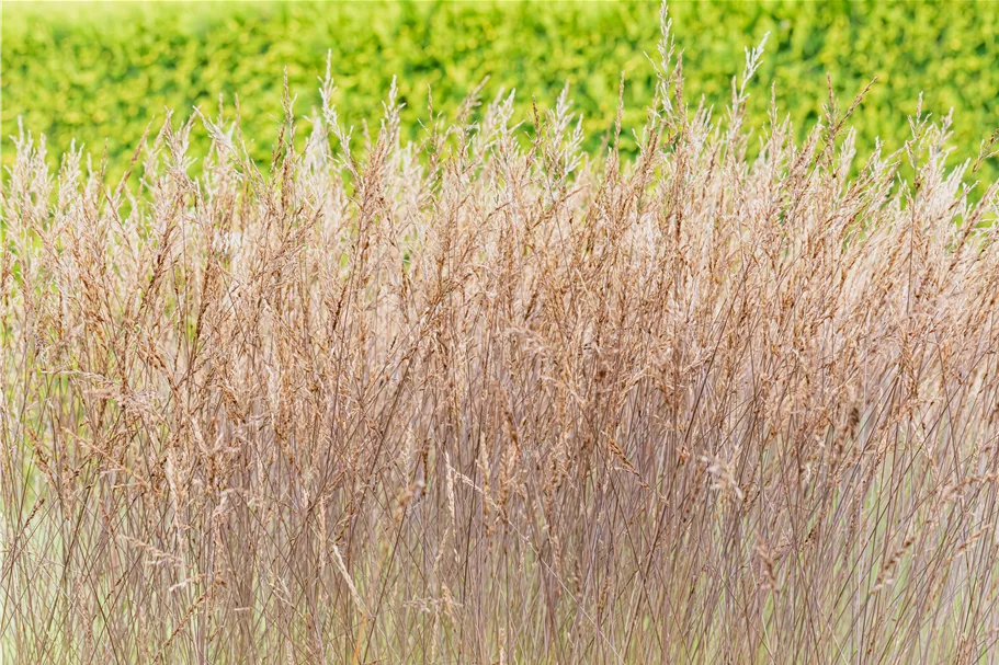 Molinia caerulea 'Edith Dudszus'