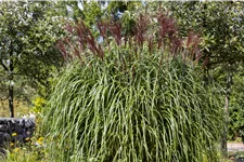 Miscanthus sinensis