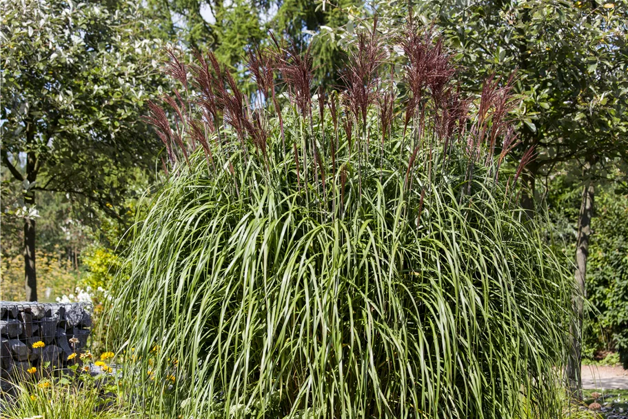 Miscanthus sinensis
