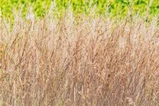 Molinia caerulea 'Edith Dudszus'