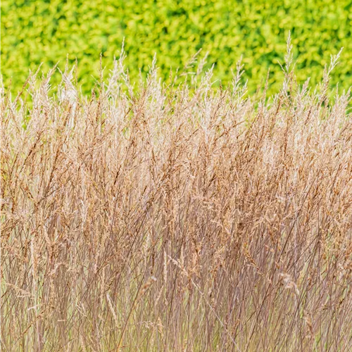 Molinia caerulea 'Edith Dudszus'