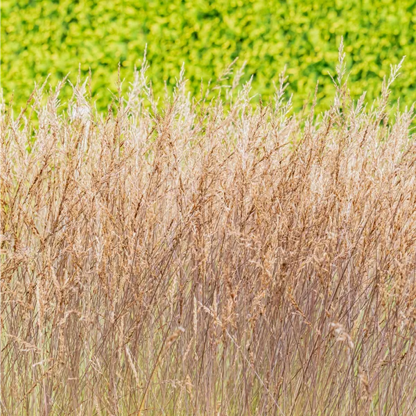 Molinia caerulea 'Edith Dudszus'