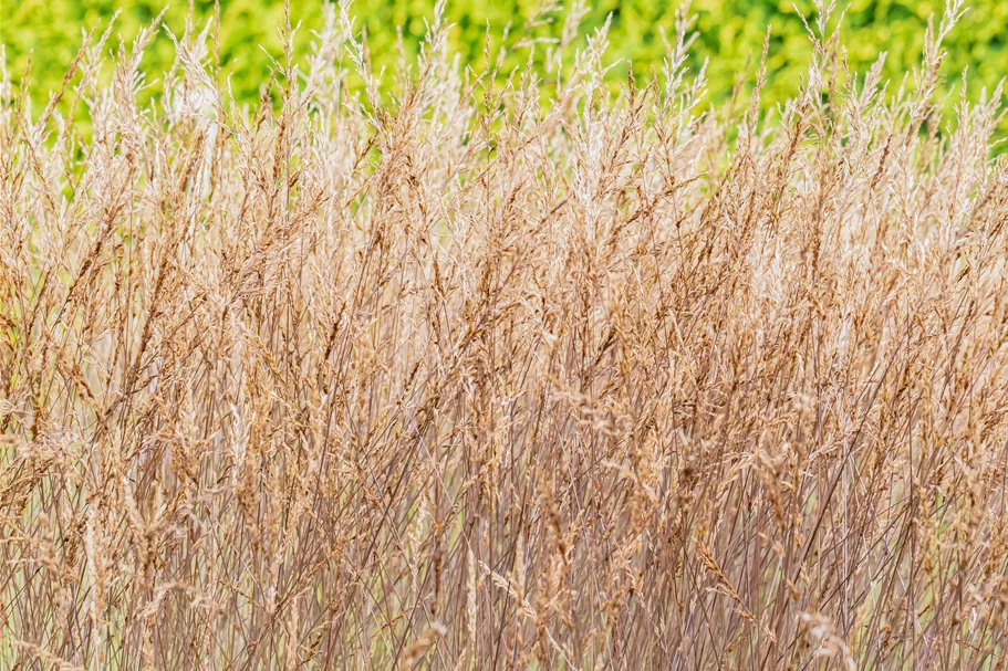 Molinia caerulea 'Edith Dudszus'