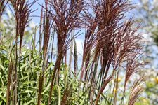 Miscanthus sinensis