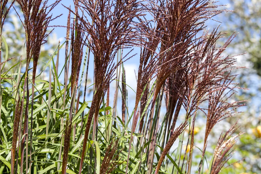 Miscanthus sinensis