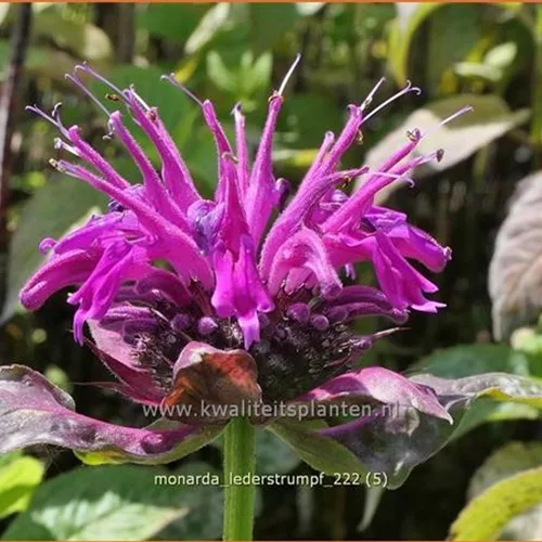 Monarda 'Lederstrumpf'