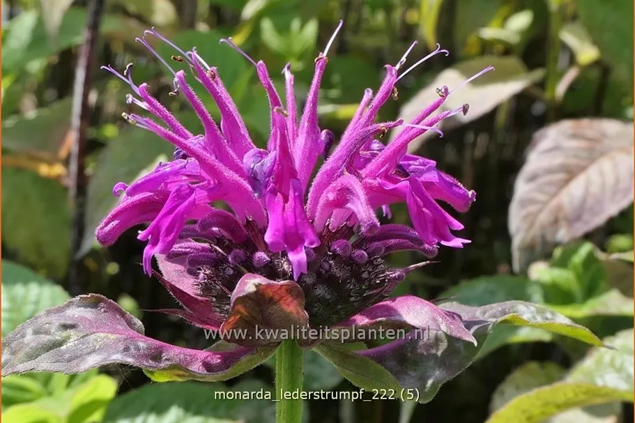 Monarda 'Lederstrumpf'