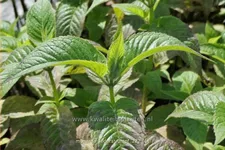Monarda 'Lederstrumpf'