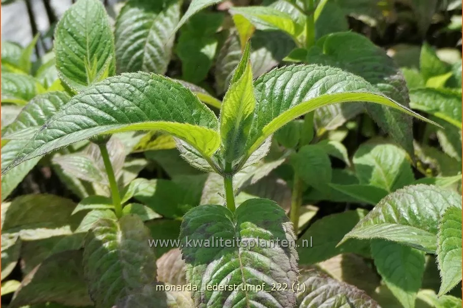 Monarda 'Lederstrumpf'
