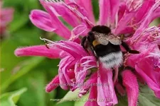 Monarda 'Marshall's Delight'