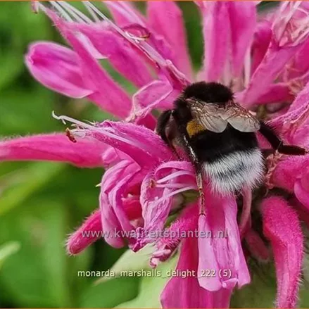 Monarda 'Marshall's Delight'