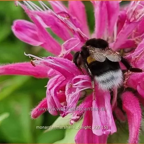Monarda 'Marshall's Delight'