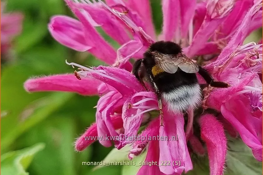 Monarda 'Marshall's Delight'
