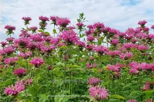 Monarda 'Marshall's Delight'