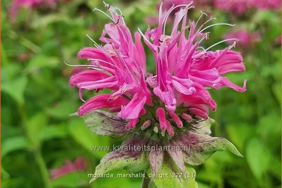Monarda 'Marshall's Delight'