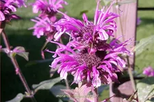 Monarda fistulosa 'Mohawk'