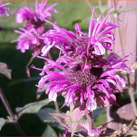 Monarda fistulosa 'Mohawk'