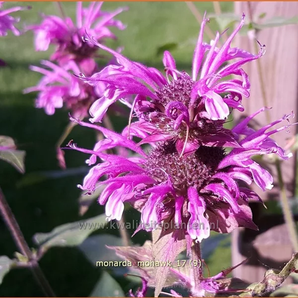 Monarda fistulosa 'Mohawk'