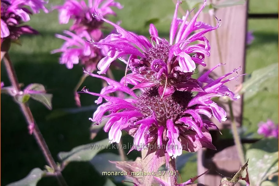 Monarda fistulosa 'Mohawk'