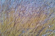 Molinia caerulea 'Heidebraut'