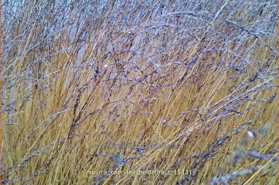 Molinia caerulea 'Heidebraut'