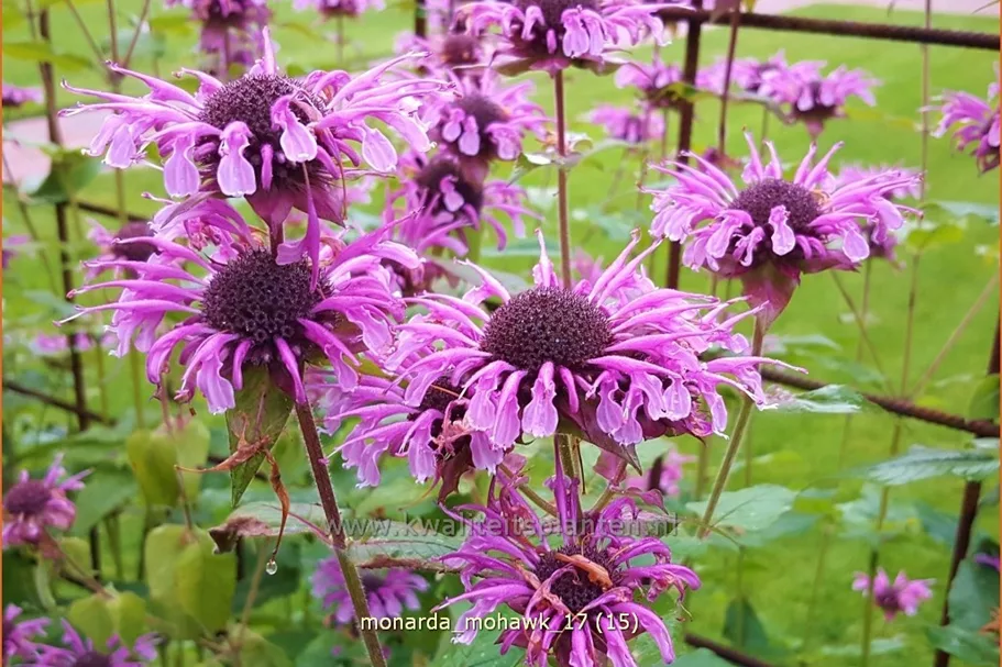 Monarda fistulosa 'Mohawk'