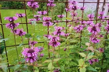 Monarda fistulosa 'Mohawk'