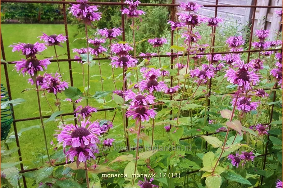 Monarda fistulosa 'Mohawk'