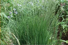 Molinia caerulea 'Heidebraut'