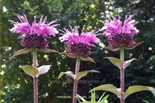 Monarda fistulosa 'Mohawk'