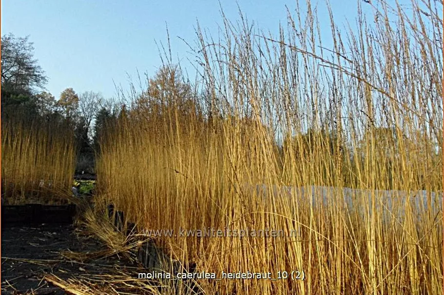 Molinia caerulea 'Heidebraut'