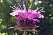 Monarda fistulosa 'Mohawk'