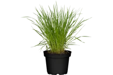 Molinia caerulea 'Heidebraut'