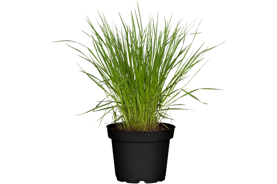 Molinia caerulea 'Heidebraut'