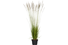Molinia caerulea 'Heidebraut'