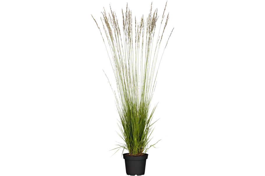 Molinia caerulea 'Heidebraut'