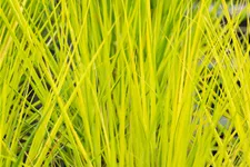 Molinia caerulea 'Heidebraut'