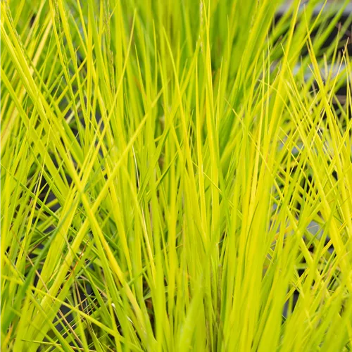 Molinia caerulea 'Heidebraut'