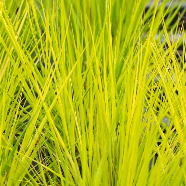 Molinia caerulea 'Heidebraut'