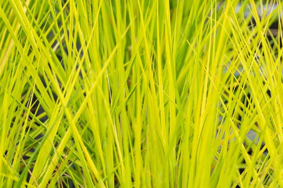 Molinia caerulea 'Heidebraut'