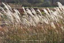 Miscanthus sinensis 'Adagio'