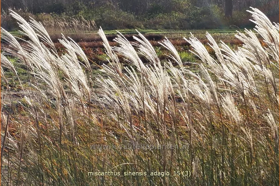 Miscanthus sinensis 'Adagio'