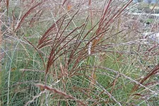 Miscanthus sinensis 'Adagio'