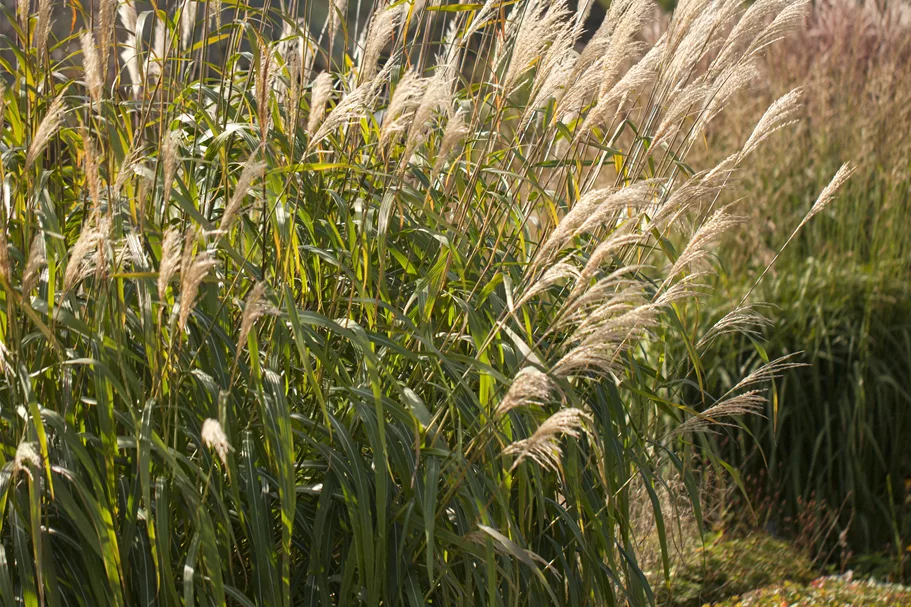 Miscanthus sinensis 'Adagio'