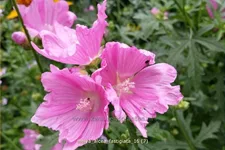 Malva alcea 'Fastigiata'