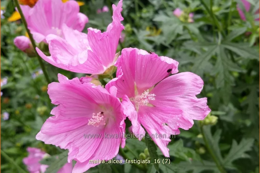 Malva alcea 'Fastigiata'