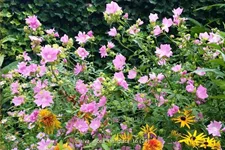 Malva alcea 'Fastigiata'