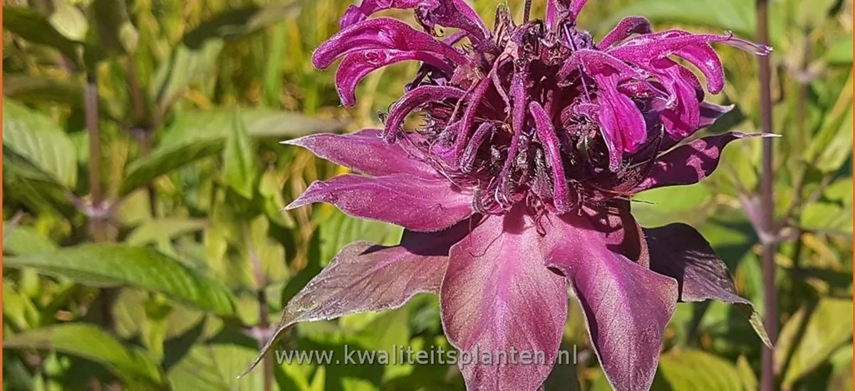 Monarda fistulosa 'On Parade'